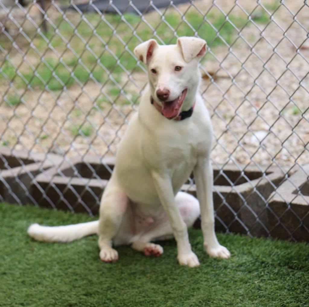Enlarge Charmander, a Adoptable mixed breed in Sunrise Beach, MO image 2/5