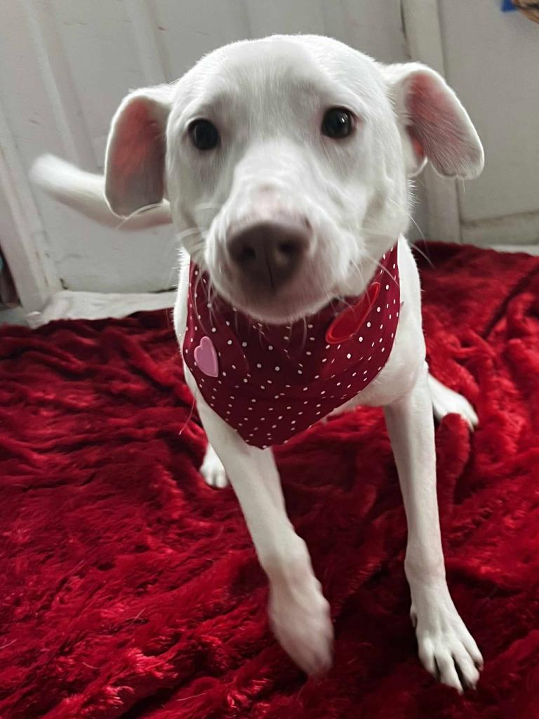 Charmander, a Adoptable mixed breed in Sunrise Beach, MO image 1/6
