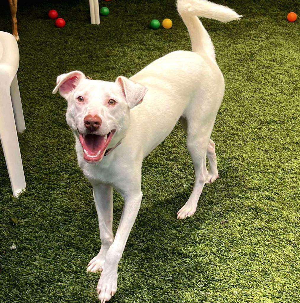 Charmander, a Adoptable mixed breed in Sunrise Beach, MO image 2/6