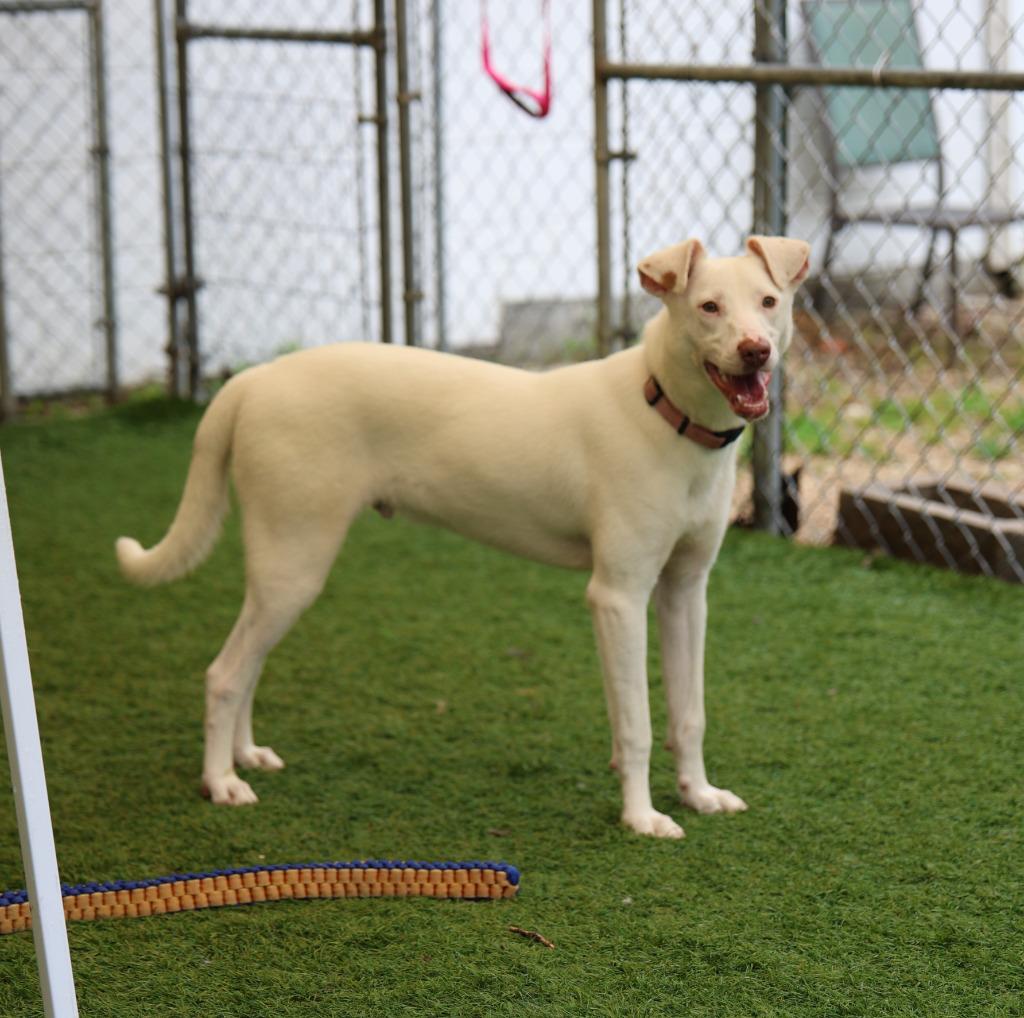 Enlarge Charmander, a Adoptable mixed breed in Sunrise Beach, MO image 4/5