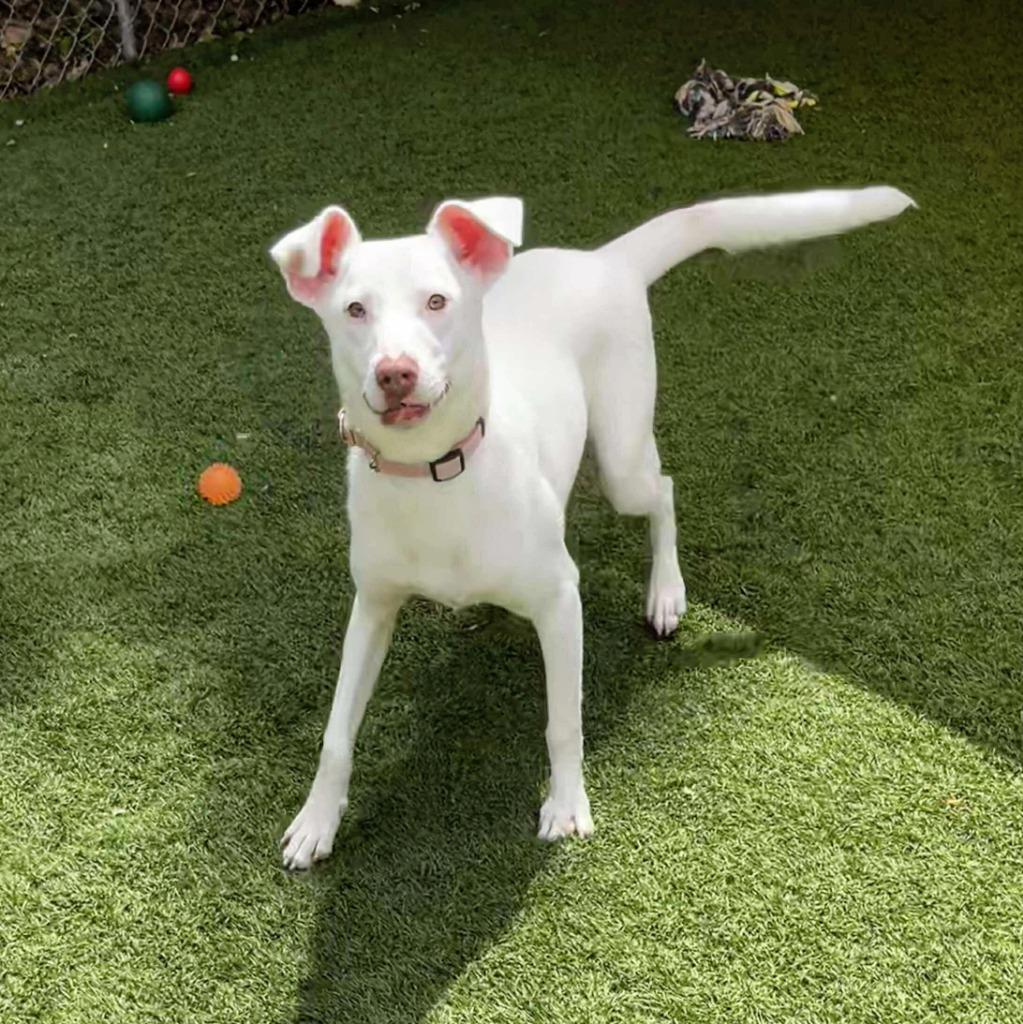 Charmander, a Adoptable mixed breed in Sunrise Beach, MO image 4/6