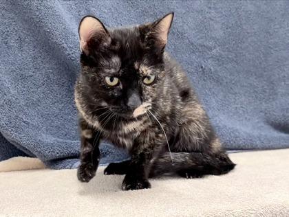 Pillsbury — thumbnail 2