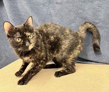 Pillsbury — thumbnail 3