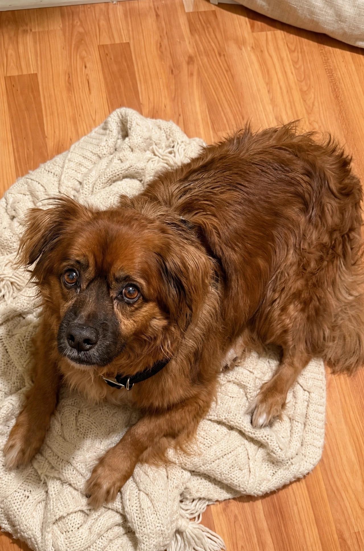 Enlarge Xerxes, a Adoptable mixed breed in Woodstock, IL image 3/3