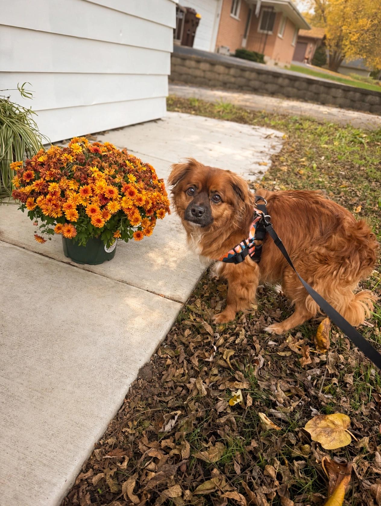 Enlarge Xerxes, a Adoptable mixed breed in Woodstock, IL image 2/3