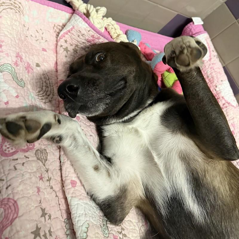 Andrea, ADOPTABLE, Adult Female Mixed Breed.