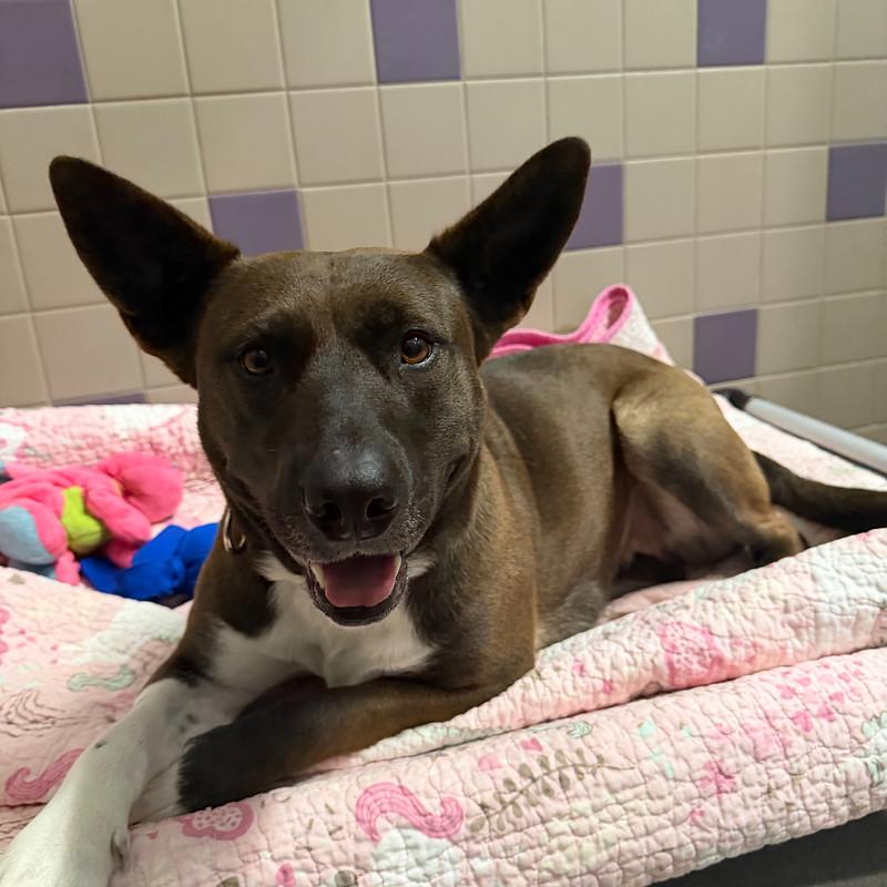 Andrea, a ADOPTABLE Mixed Breed in Truckee, CA image 2/4