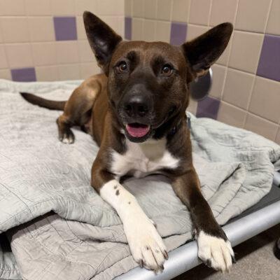 Andrea, a ADOPTABLE Mixed Breed in Truckee, CA image 3/4