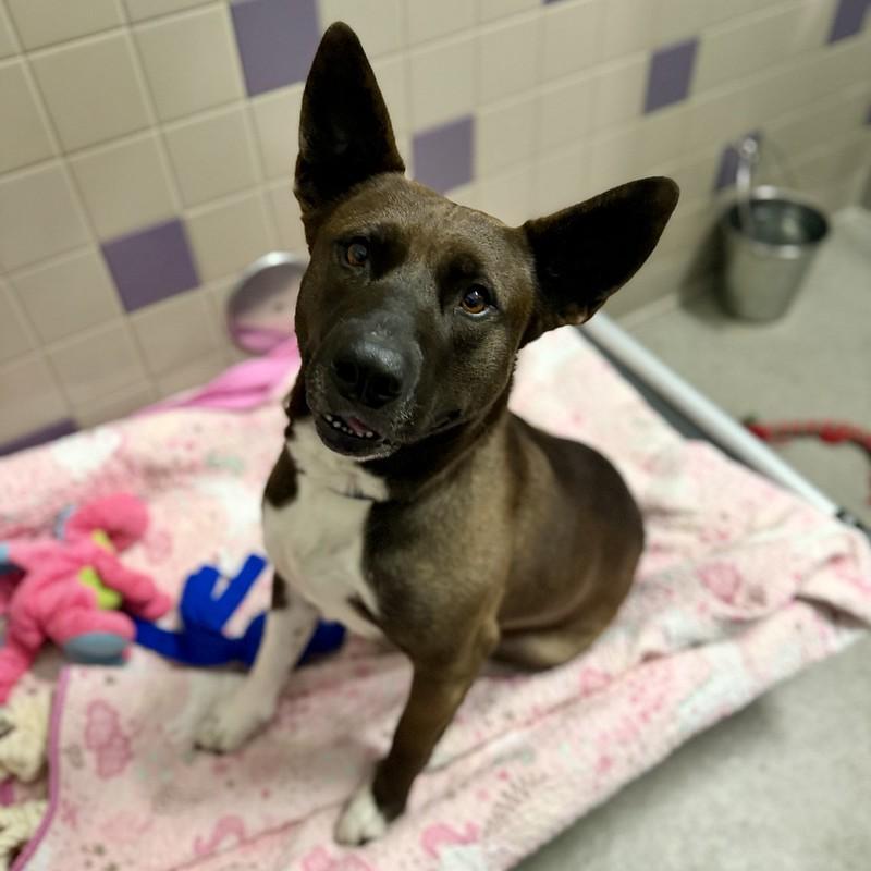 Andrea, a ADOPTABLE Mixed Breed in Truckee, CA image 4/4