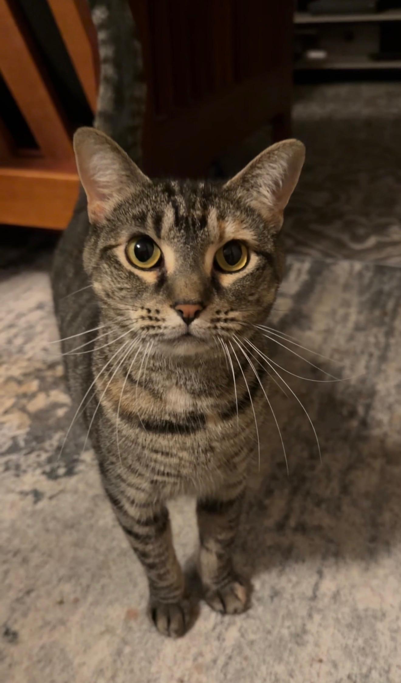 Enlarge Mama Beanie, a Adoptable Domestic Short Hair in Shaker Heights, OH image 1/4