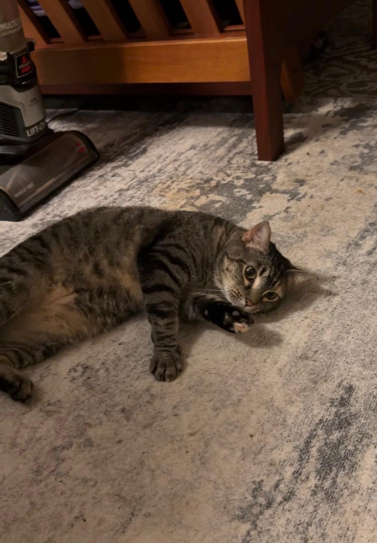 Enlarge Mama Beanie, a Adoptable Domestic Short Hair in Shaker Heights, OH image 4/4