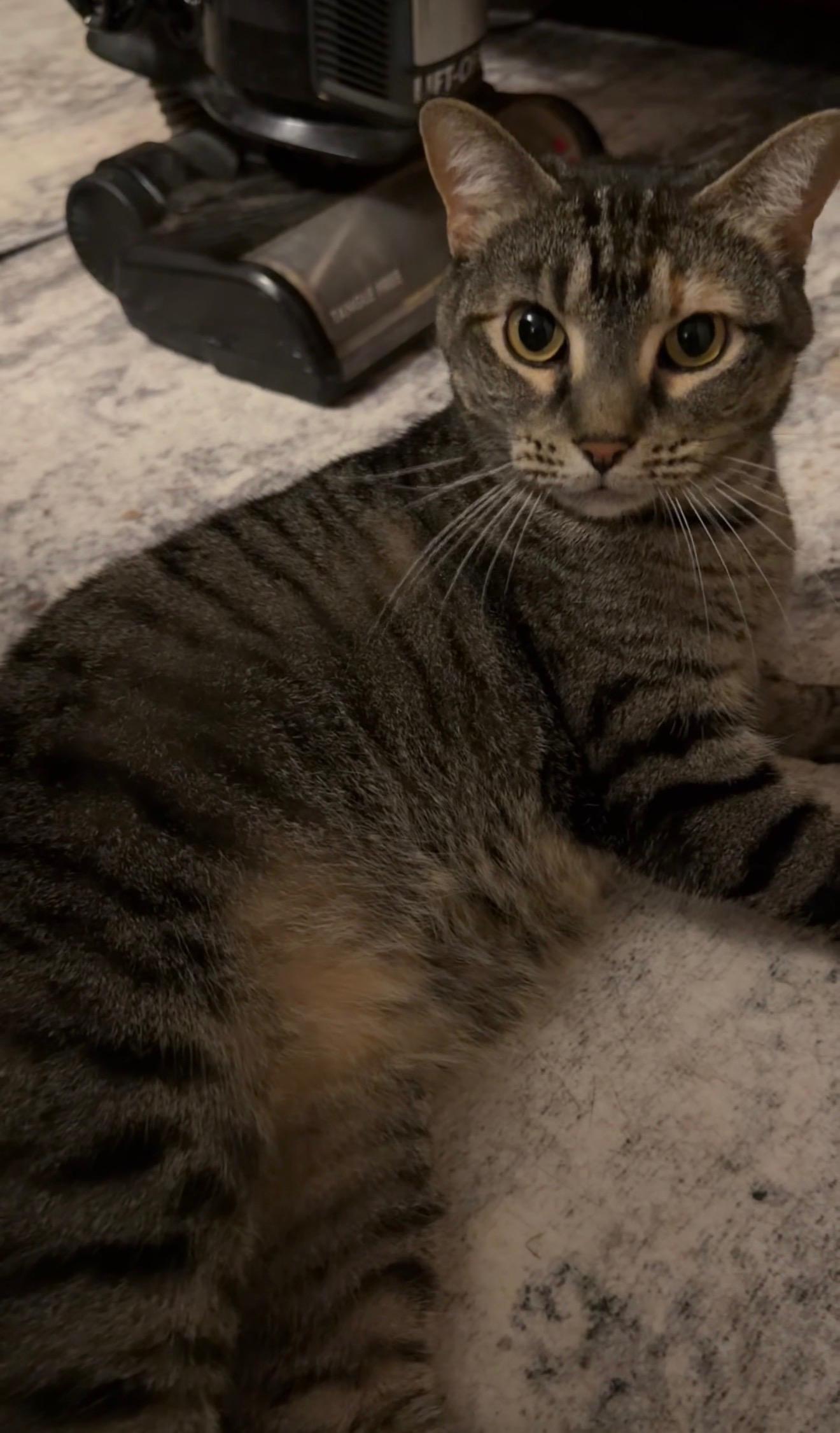 Enlarge Mama Beanie, a Adoptable Domestic Short Hair in Shaker Heights, OH image 3/4