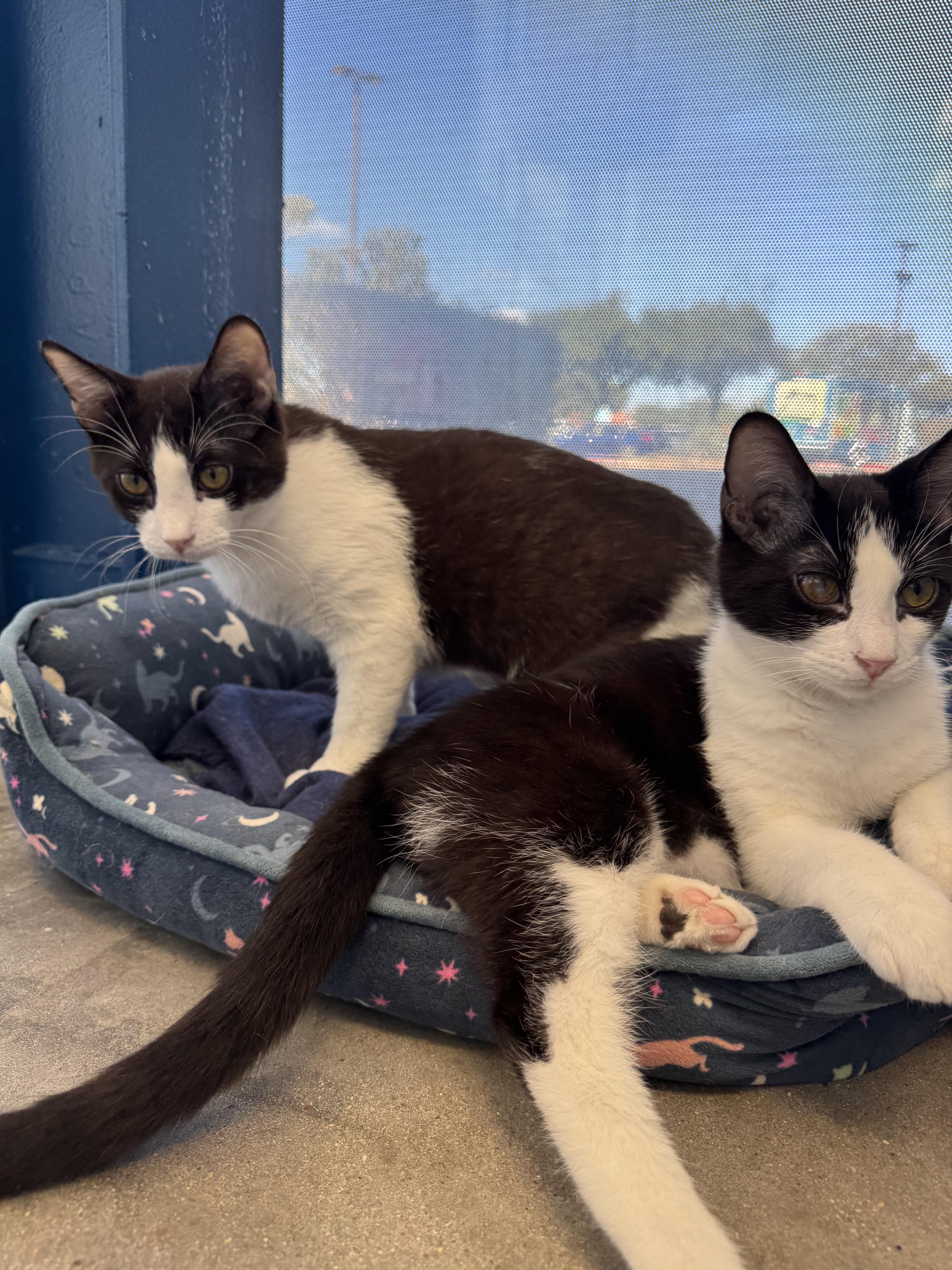 Enlarge Freddy, a Adoptable American Shorthair in Austin, TX image 2/6