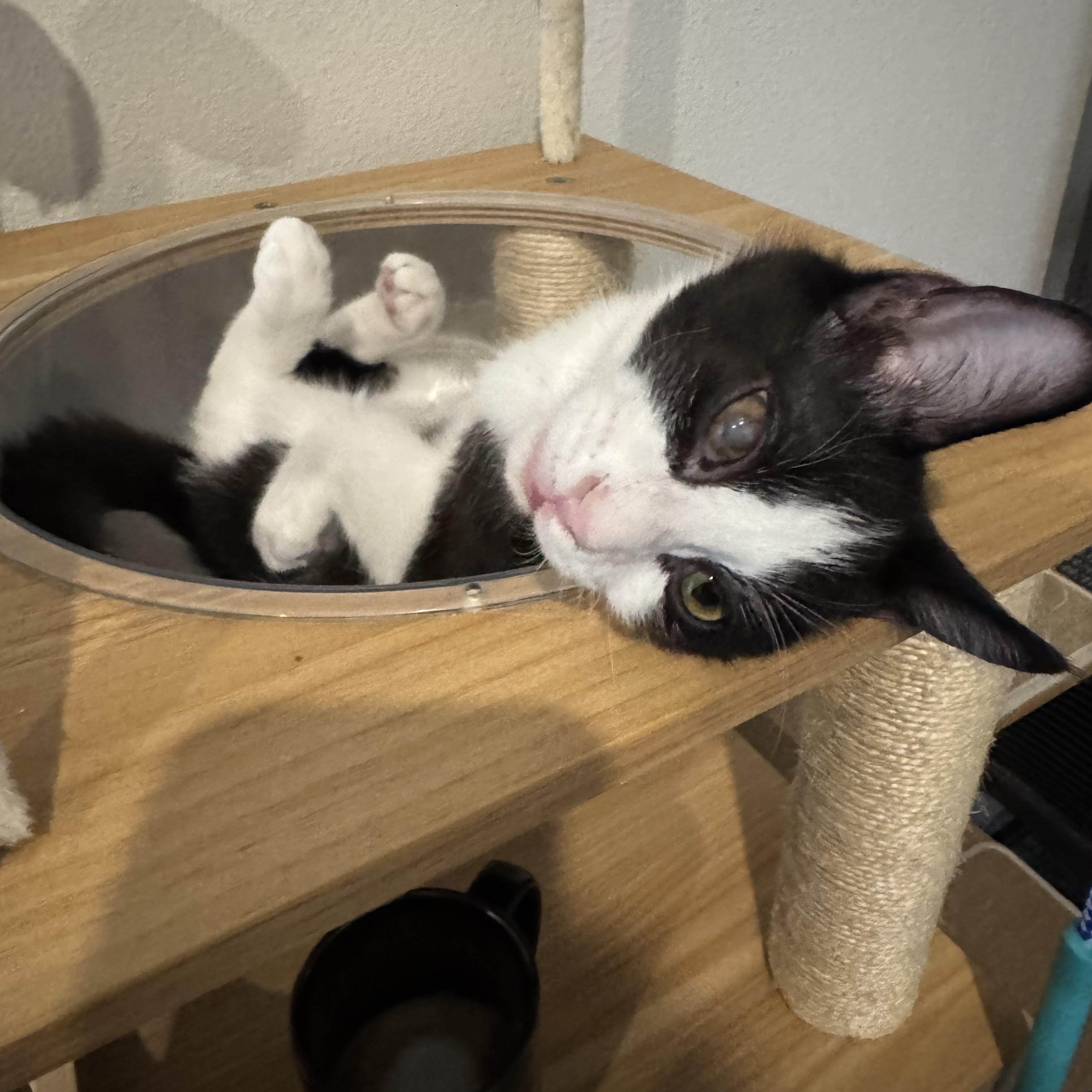 Enlarge Freddy, a Adoptable American Shorthair in Austin, TX image 3/6