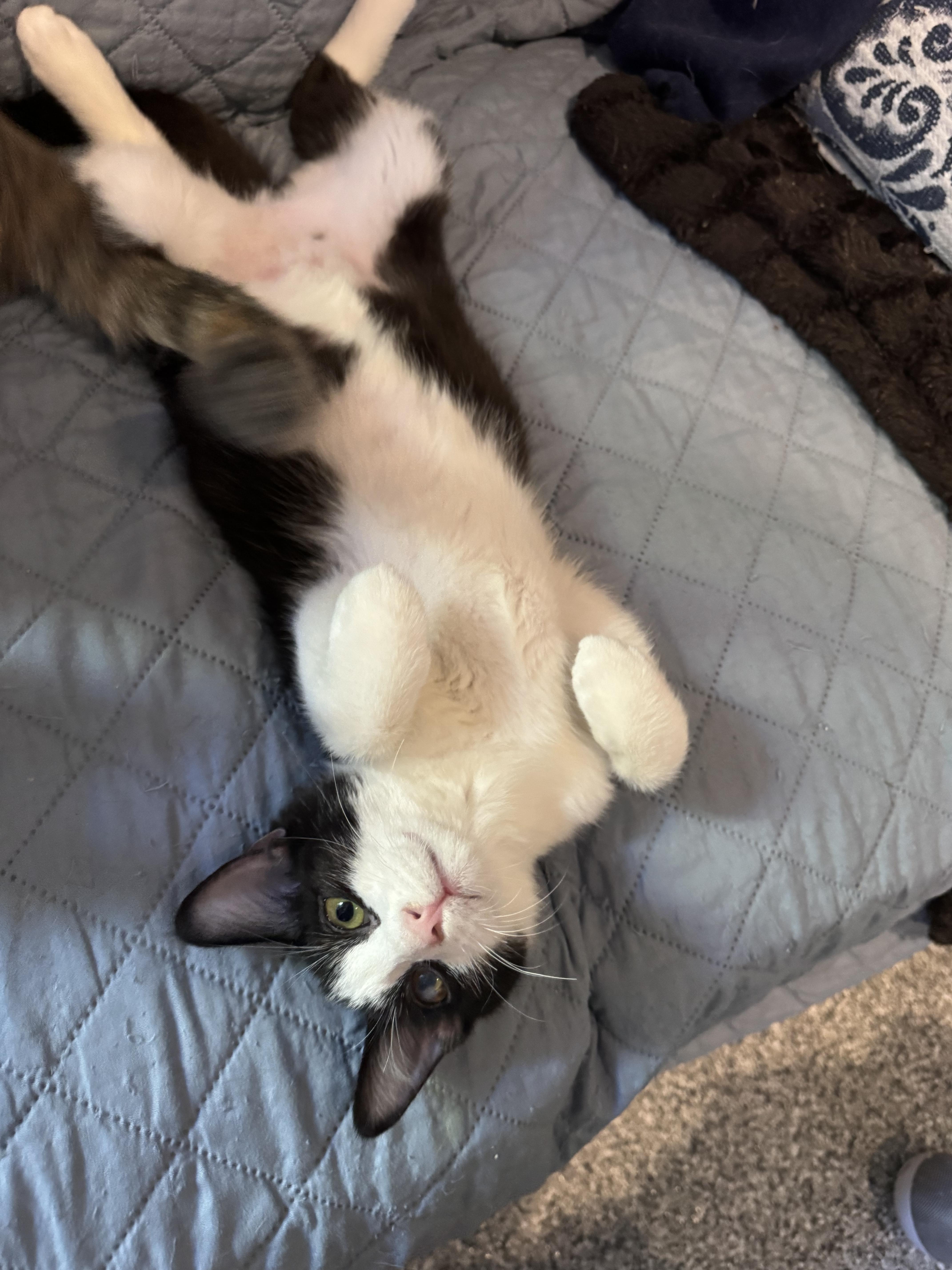 Enlarge Freddy, a Adoptable American Shorthair in Austin, TX image 4/6