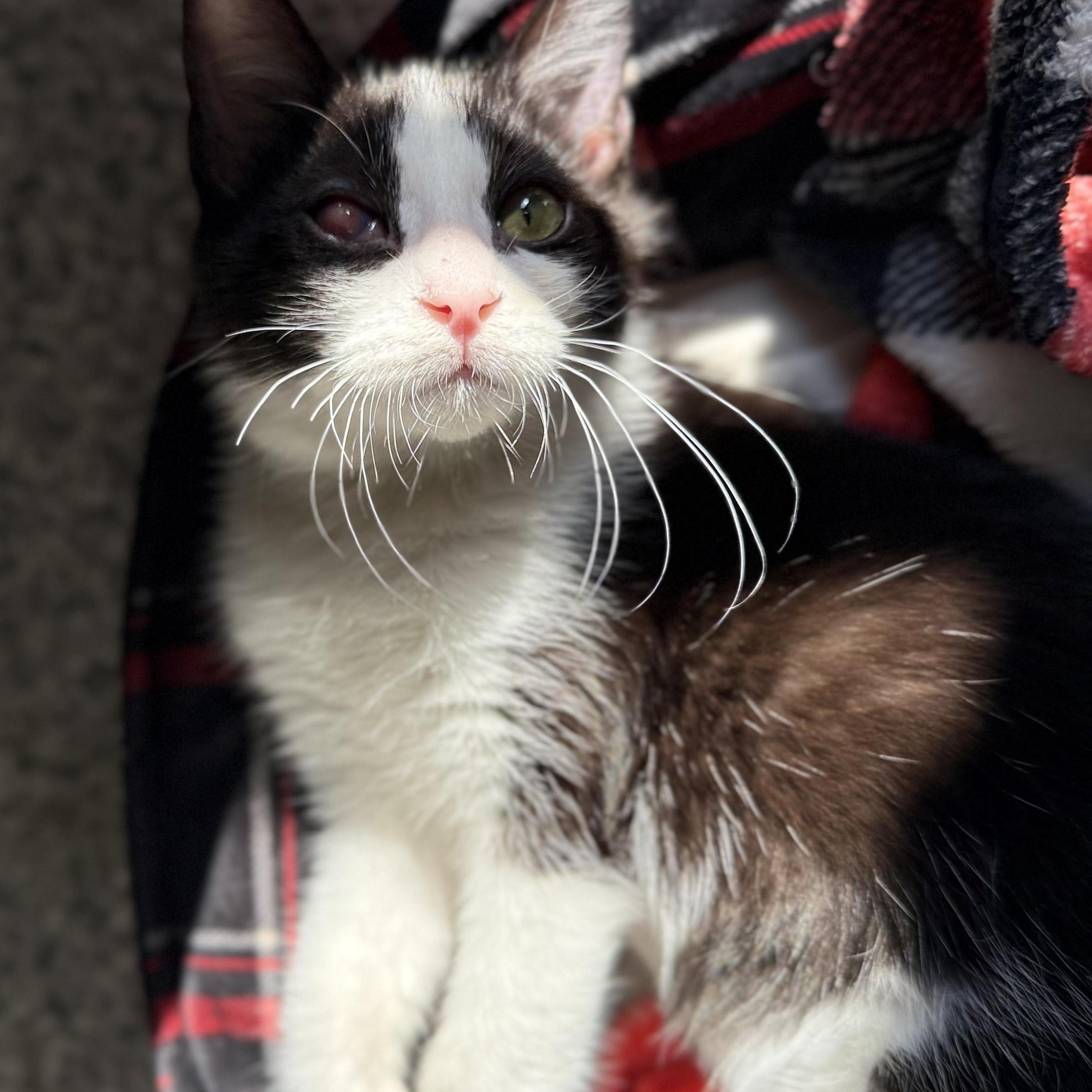 Freddy, Adoptable, Kitten Male American Shorthair.