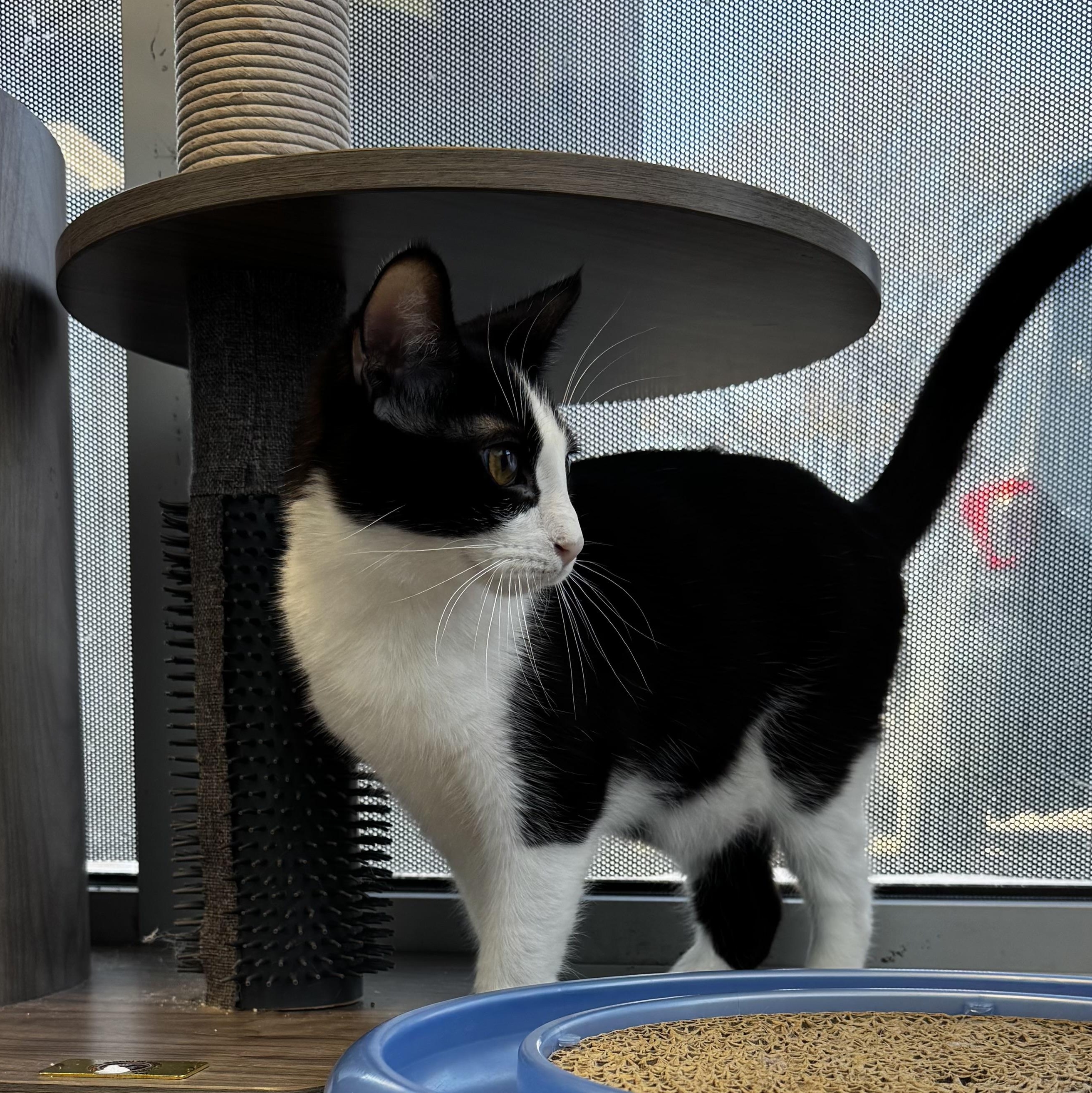 Freddy, Adoptable, Kitten Male American Shorthair.