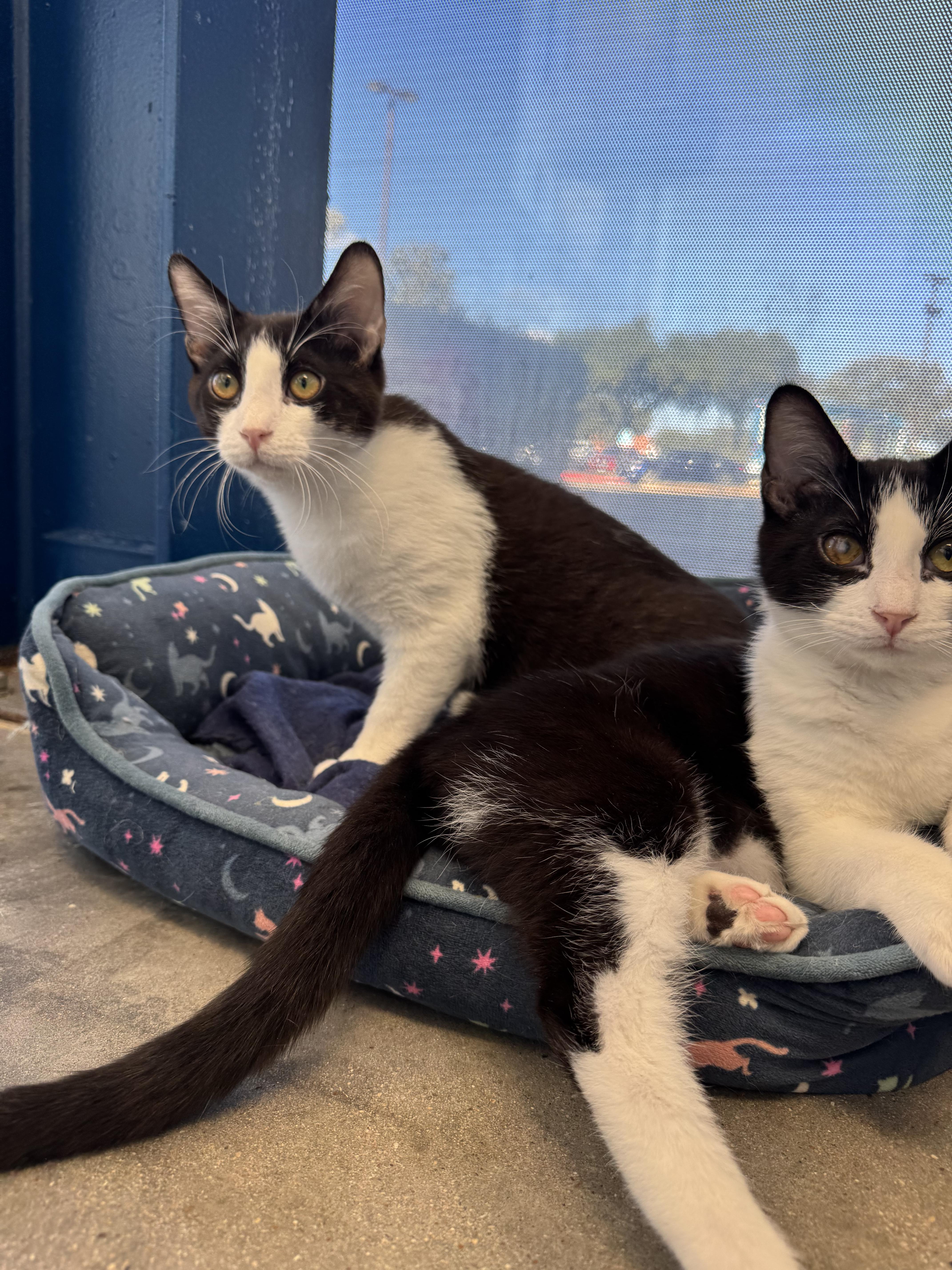 Enlarge Freddy, a Adoptable American Shorthair in Austin, TX image 5/6