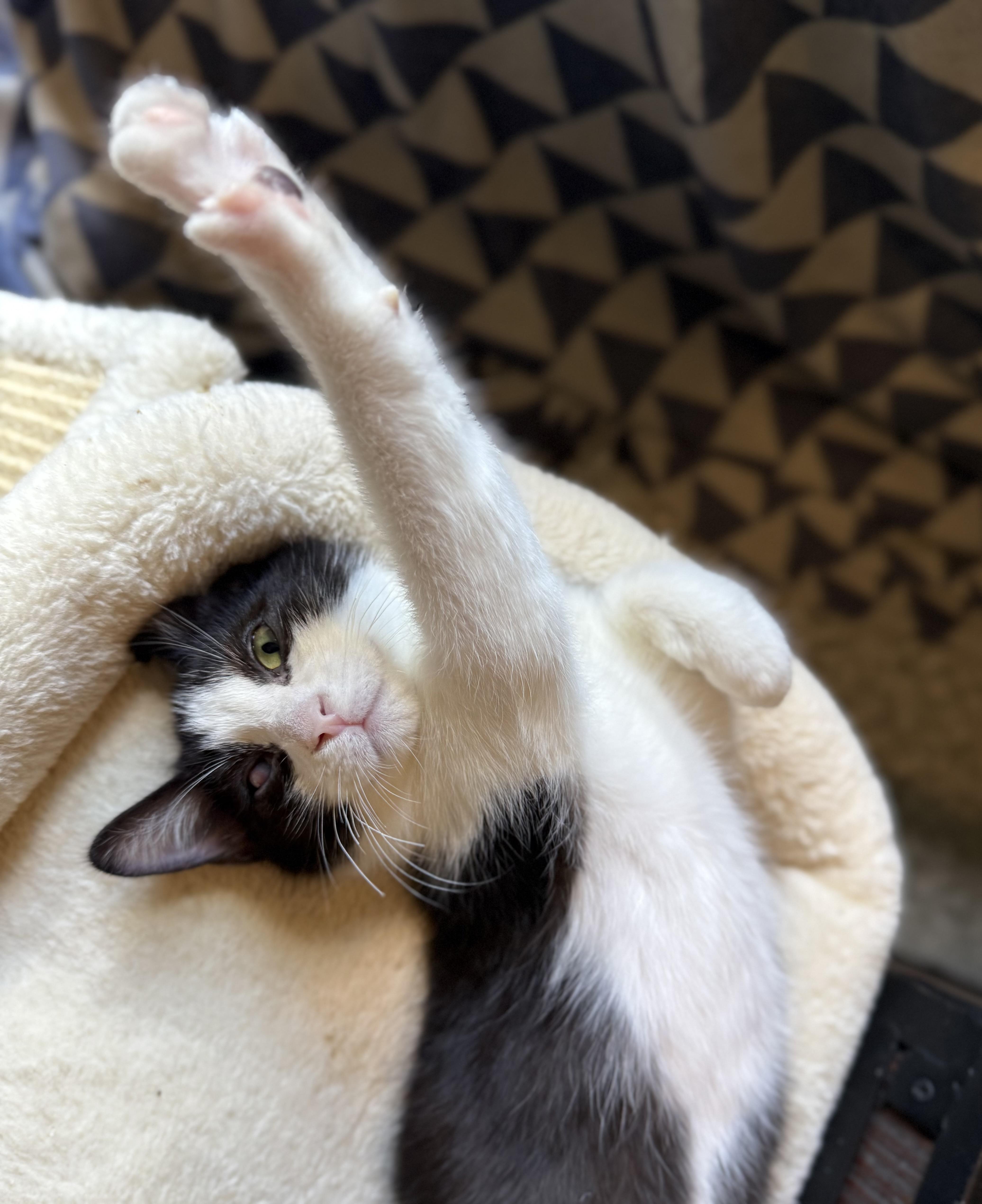 Enlarge Freddy, a Adoptable American Shorthair in Austin, TX image 6/6