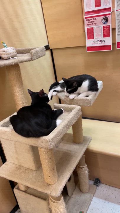 Enlarge Freddy, a Adoptable American Shorthair in Austin, TX video 3/6