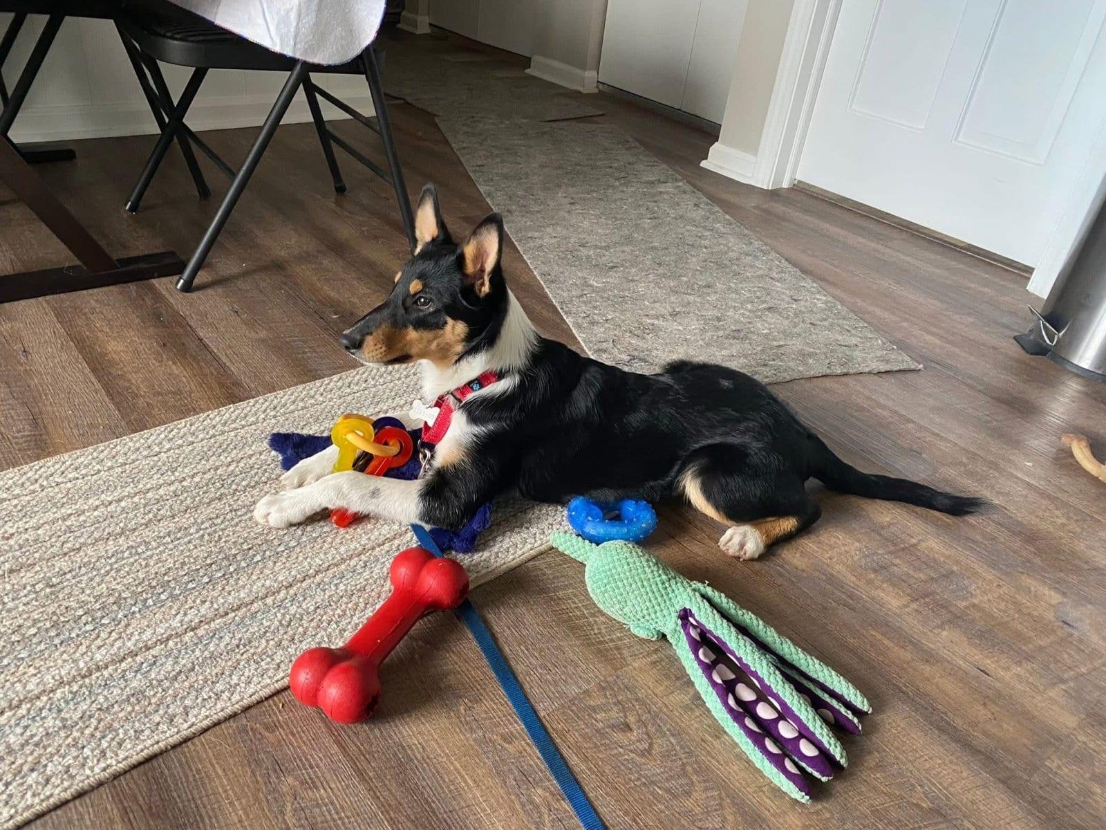 Enlarge Sylvia, a ADOPTABLE mixed breed in Lisle, IL image 2/6