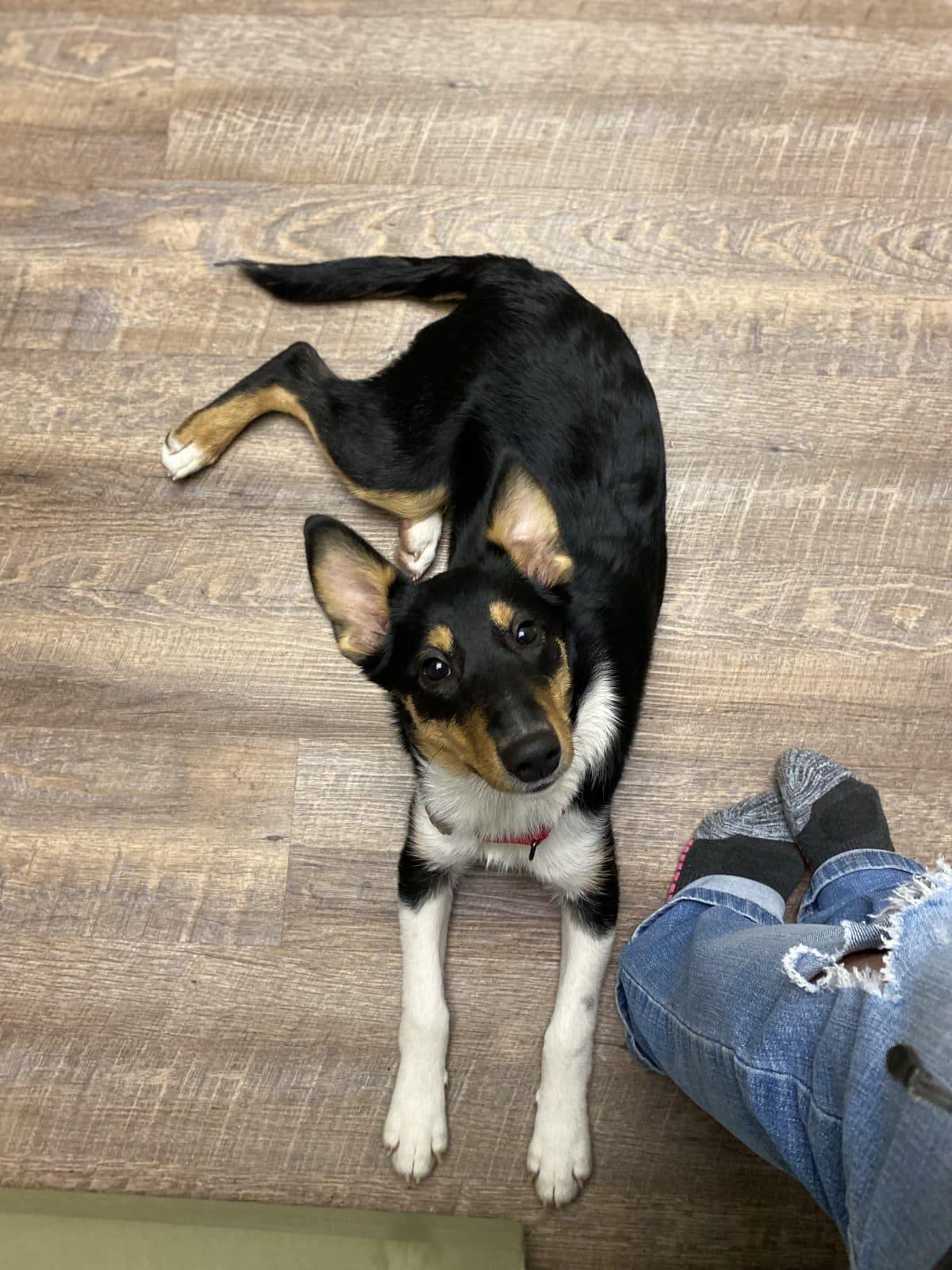 Enlarge Sylvia, a ADOPTABLE mixed breed in Lisle, IL image 5/6