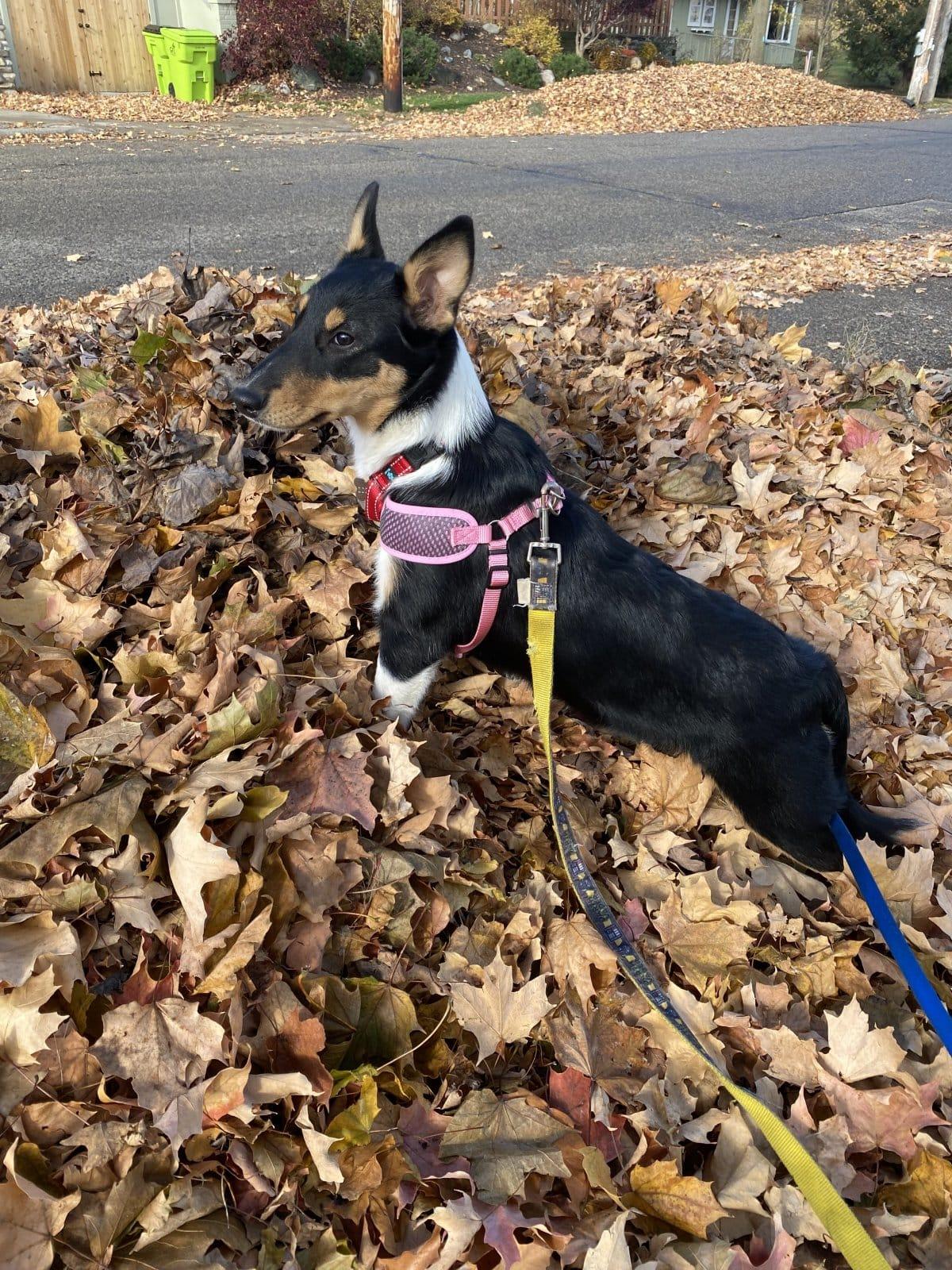 Enlarge Sylvia, a ADOPTABLE mixed breed in Lisle, IL image 3/6