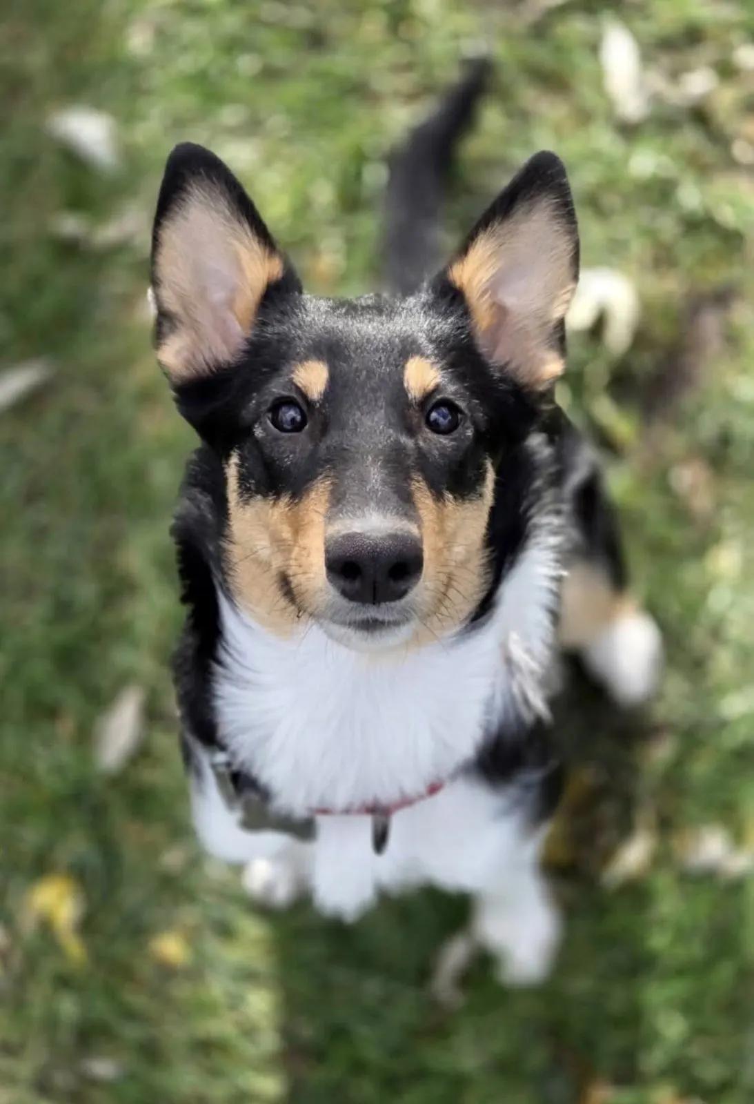 Enlarge Sylvia, a ADOPTABLE mixed breed in Lisle, IL image 6/6