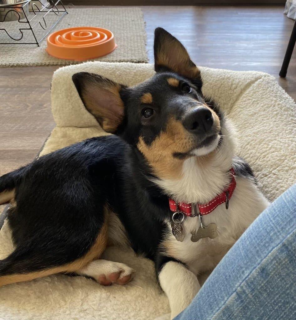 Sylvia, ADOPTABLE, Puppy Female Smooth Collie.