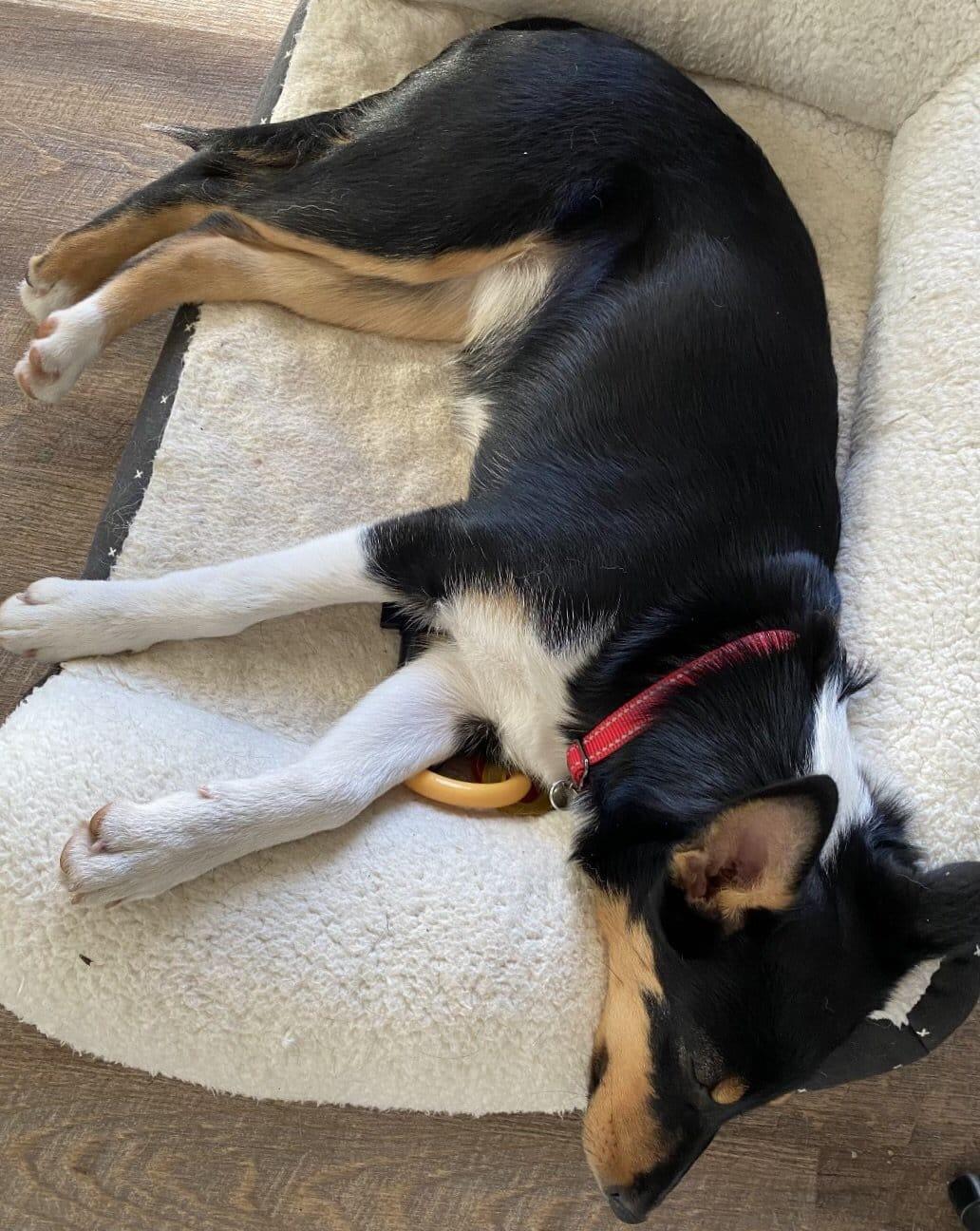 Enlarge Sylvia, a ADOPTABLE mixed breed in Lisle, IL image 4/6