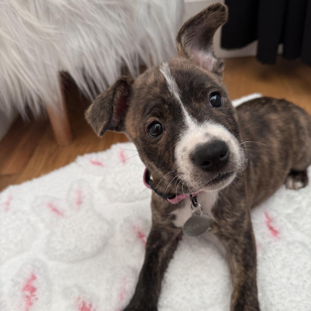 Enlarge Carrie, a Adoptable Mixed Breed in Greensboro, GA image 2/3