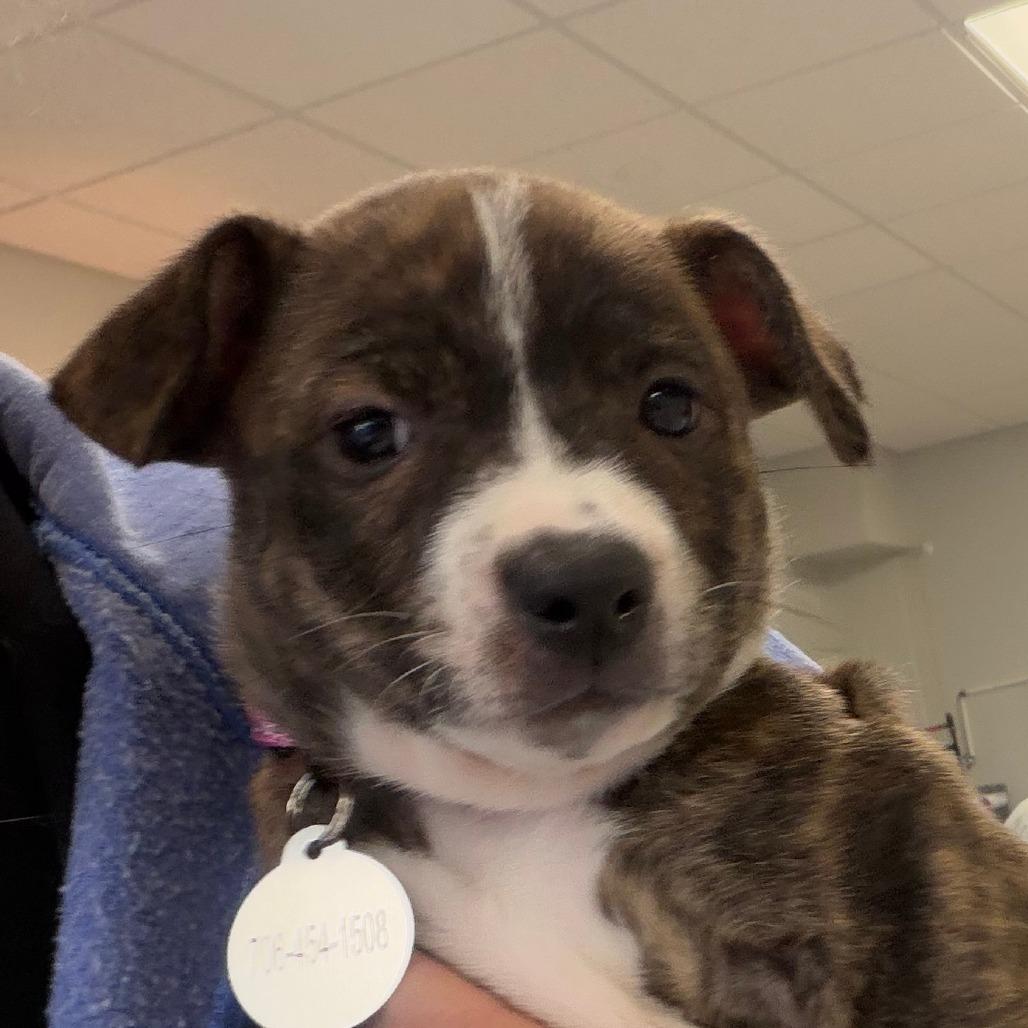 Enlarge Carrie, a Adoptable Mixed Breed in Greensboro, GA image 3/3