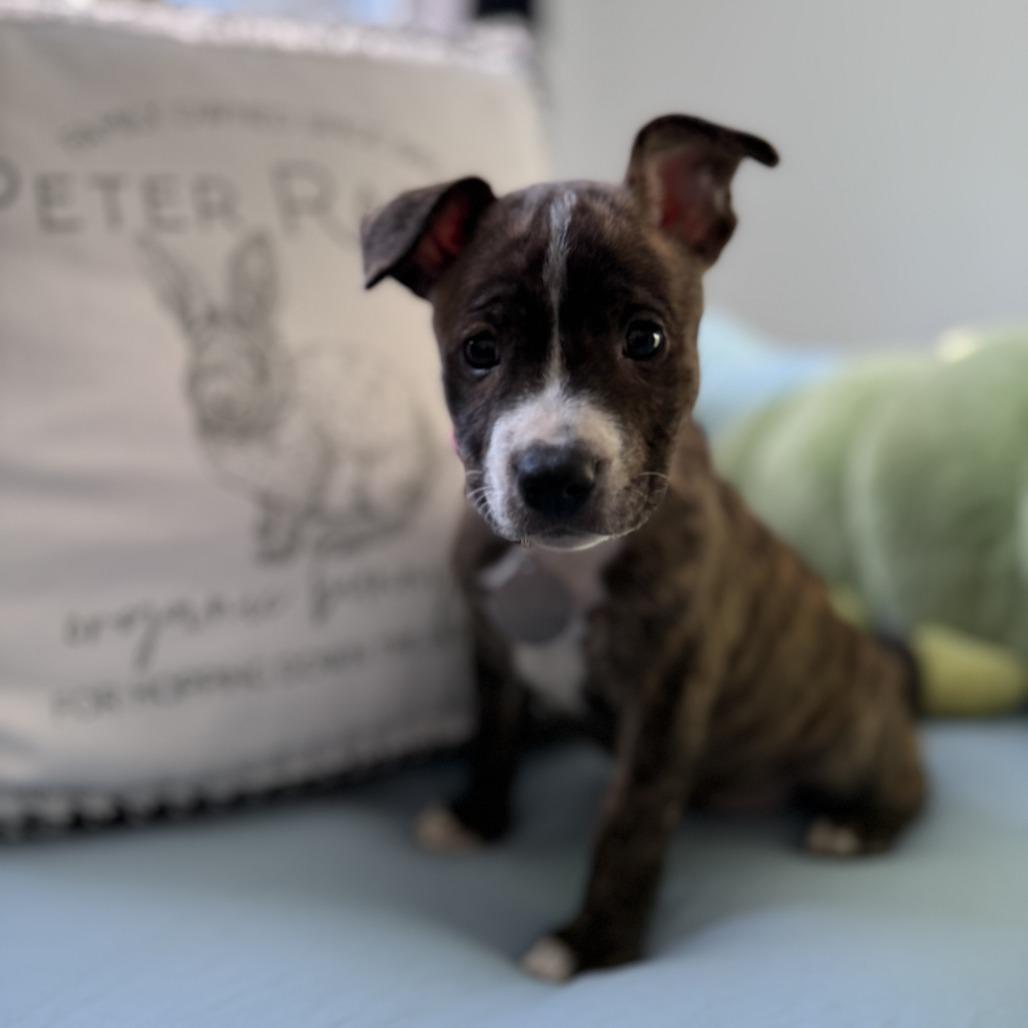 Enlarge Carrie, a Adoptable Mixed Breed in Greensboro, GA image 1/3