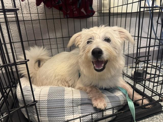 Enlarge Clark Kent, a Adoptable mixed breed in Albany, NY image 6/6