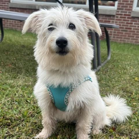 Clark Kent, Adoptable, Puppy Male Terrier.