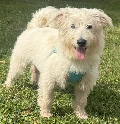 Enlarge Clark Kent, a Adoptable mixed breed in Albany, NY image 2/6