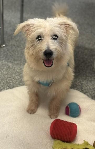 Enlarge Clark Kent, a Adoptable mixed breed in Albany, NY image 5/6