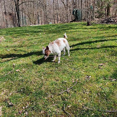 Willie, Adopted, Puppy Female Jack Russell Terrier.