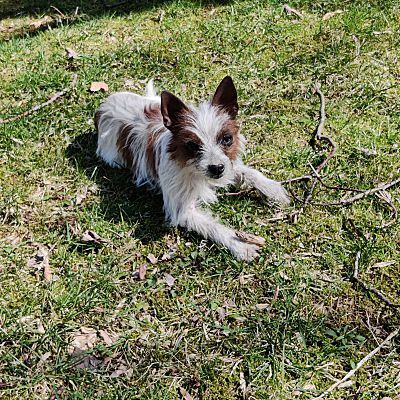Enlarge Willie, a Adopted Jack Russell Terrier in Bloomington, IN image 2/4