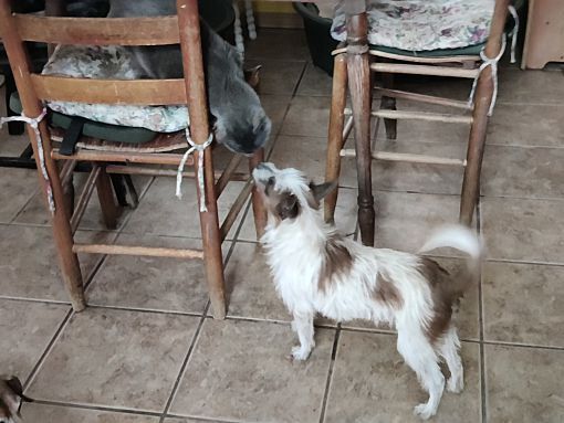 Enlarge Willie, a Adopted Jack Russell Terrier in Bloomington, IN image 3/4