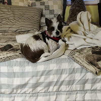 Enlarge Willie, a Adopted Jack Russell Terrier in Bloomington, IN image 4/4