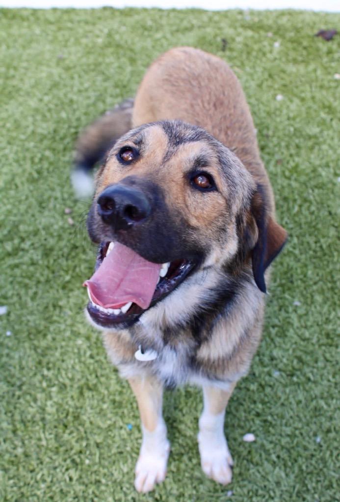 Enlarge Chase, a Adoptable mixed breed in Morgantown, KY image 1/2