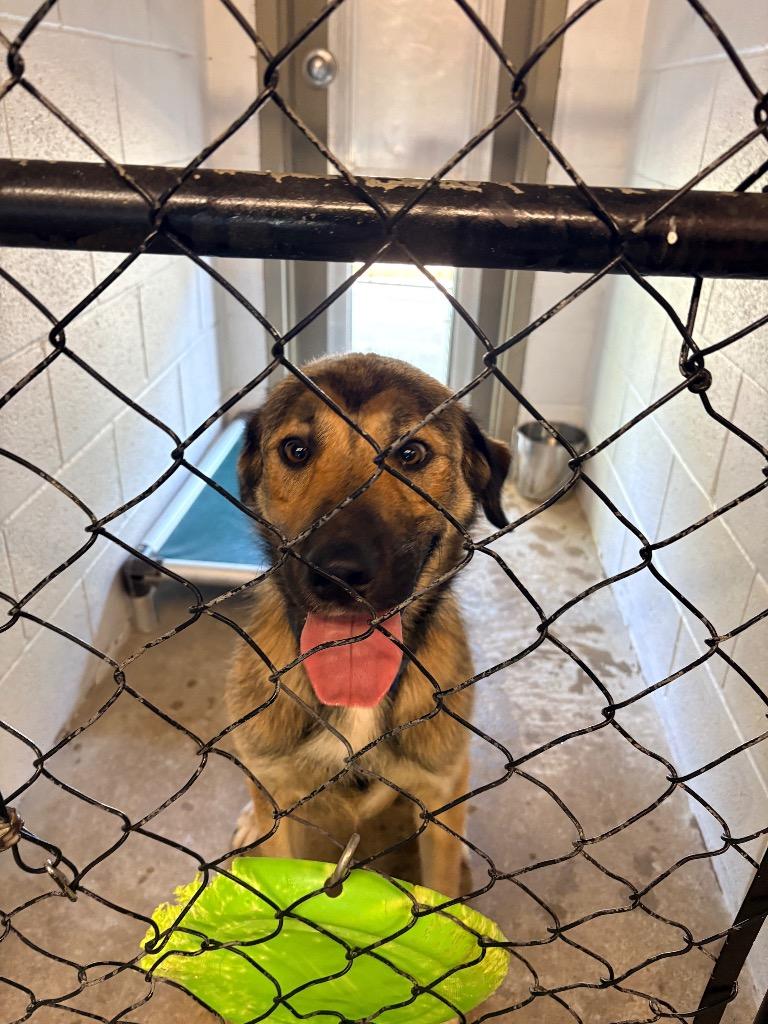 Enlarge Chase, a Adoptable mixed breed in Morgantown, KY image 2/2