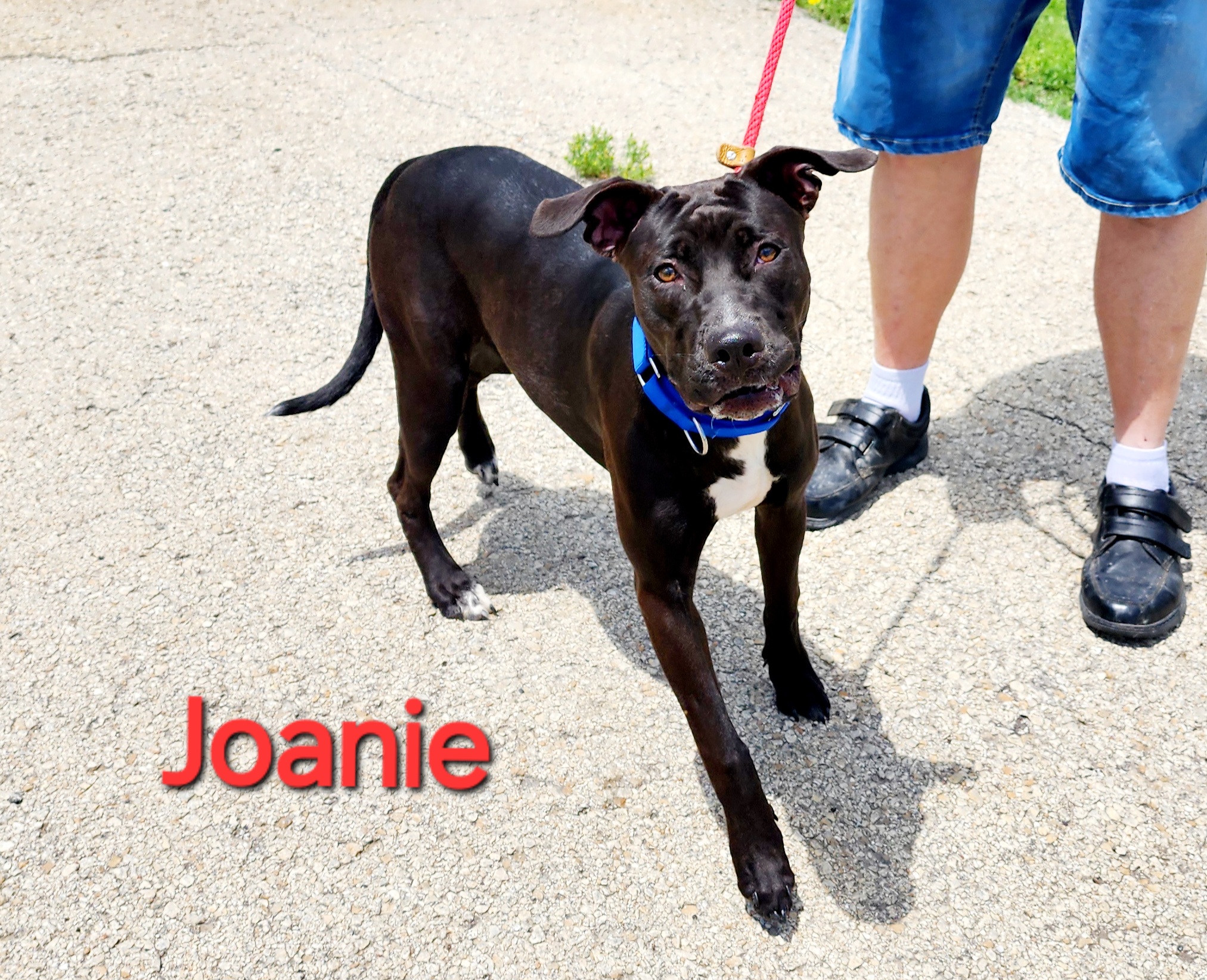 Joanie, an adoptable Staffordshire Bull Terrier in Clinton, MO, 64735 | Photo Image 4
