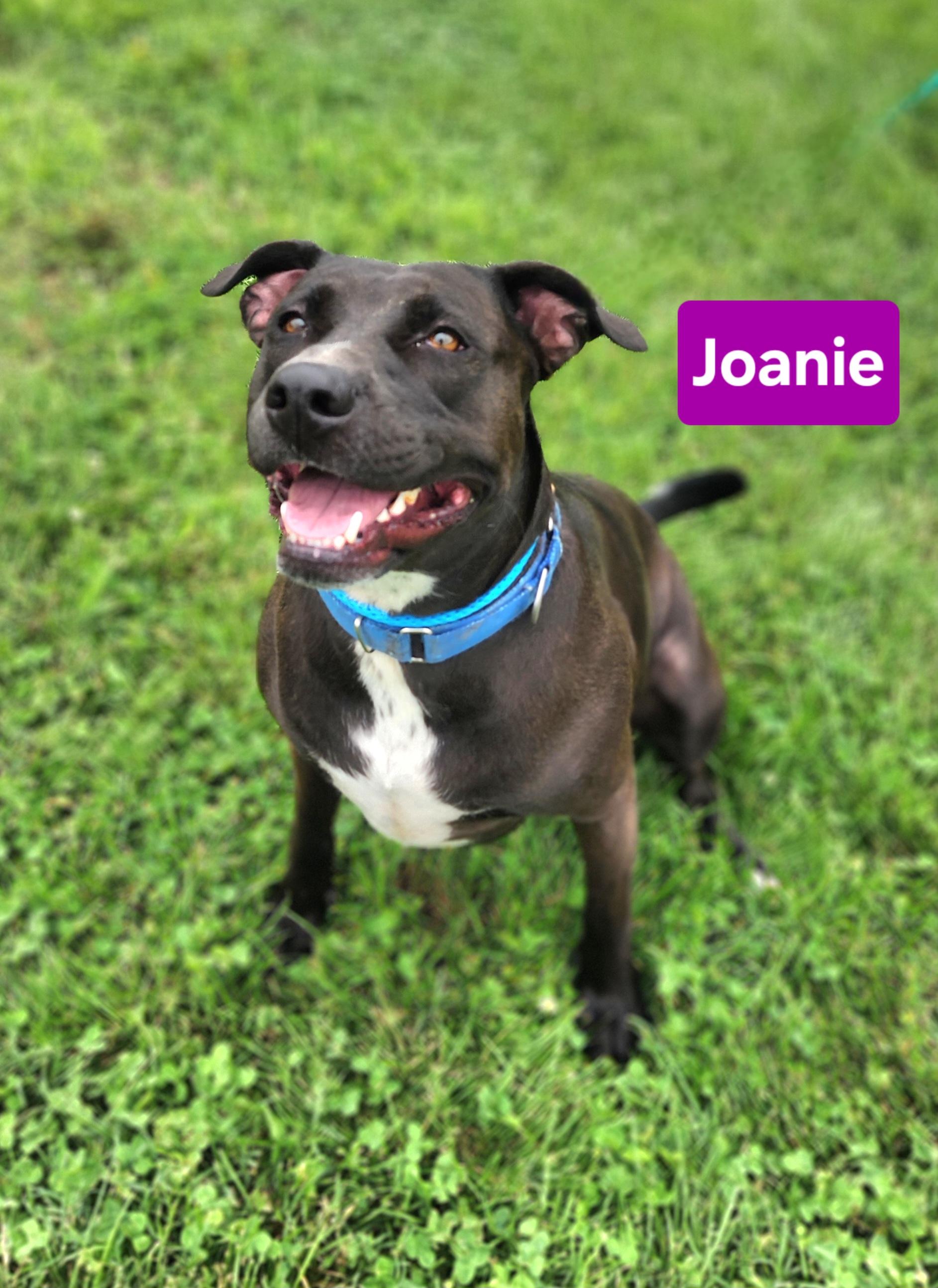 Joanie, Adoptable, Adult Female Staffordshire Bull Terrier.