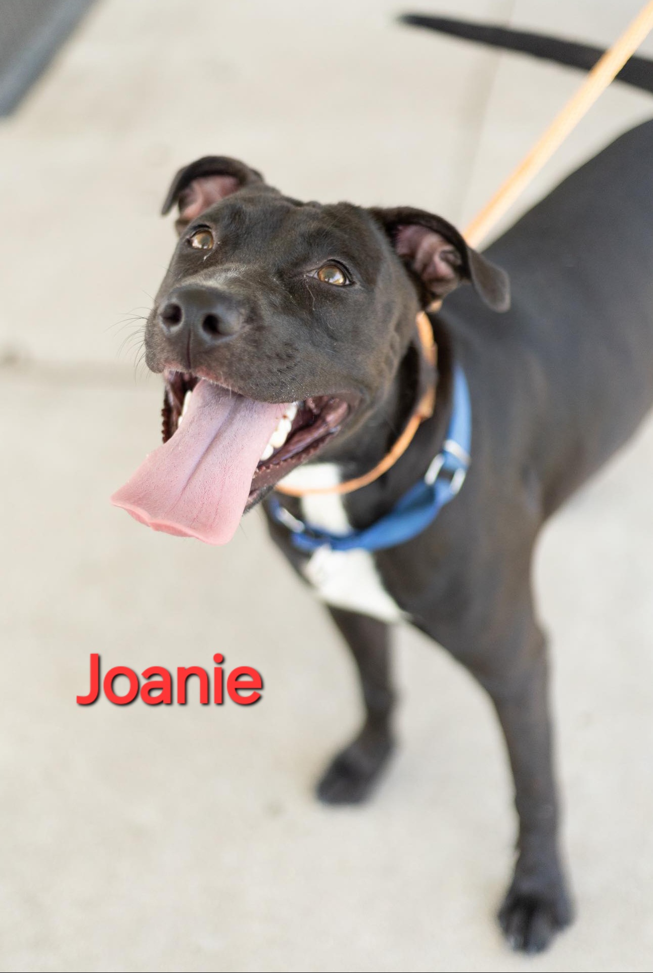 Joanie, a Adoptable Staffordshire Bull Terrier in Clinton, MO image 2/5