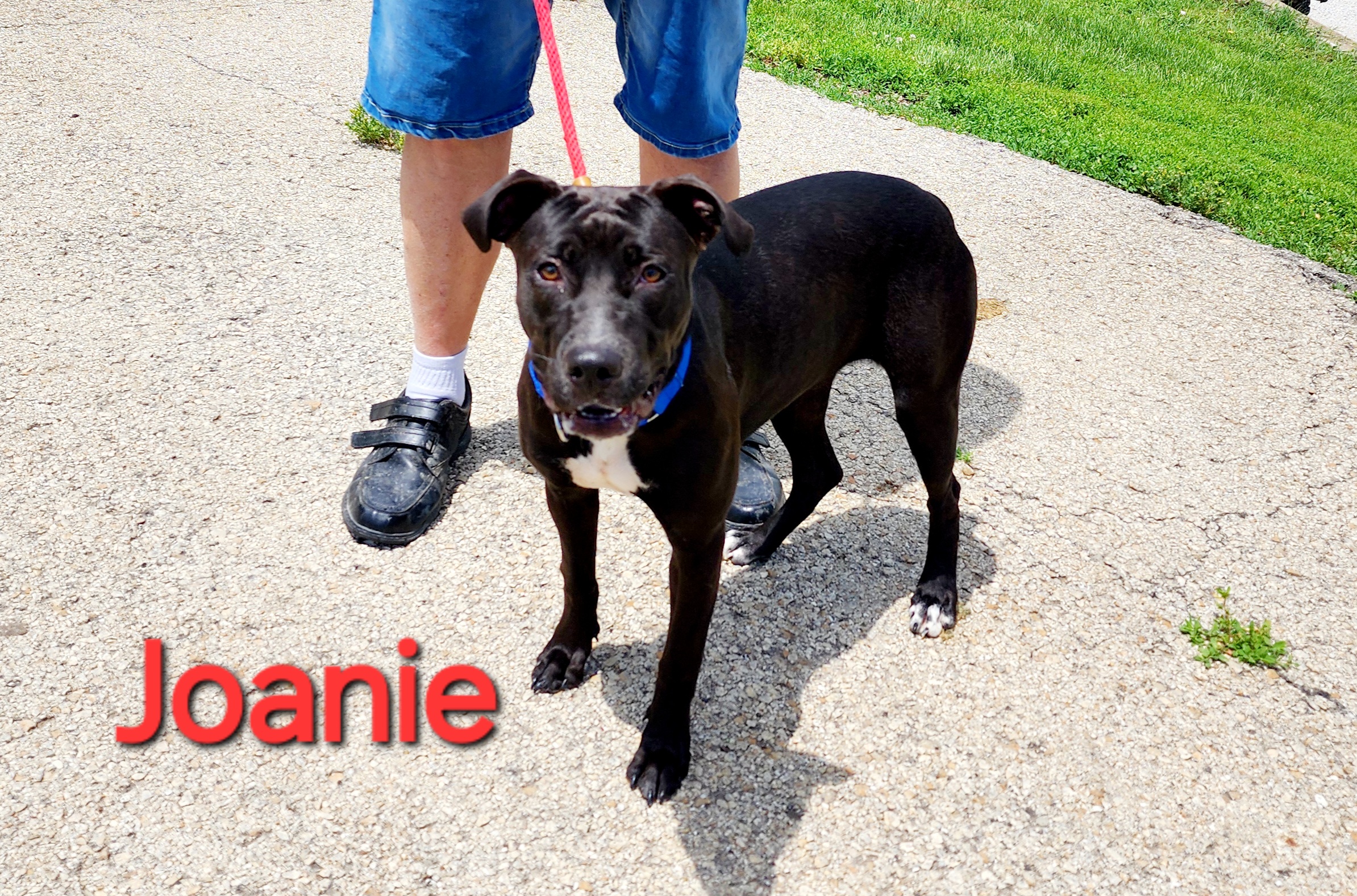 Joanie, an adoptable Staffordshire Bull Terrier in Clinton, MO, 64735 | Photo Image 5
