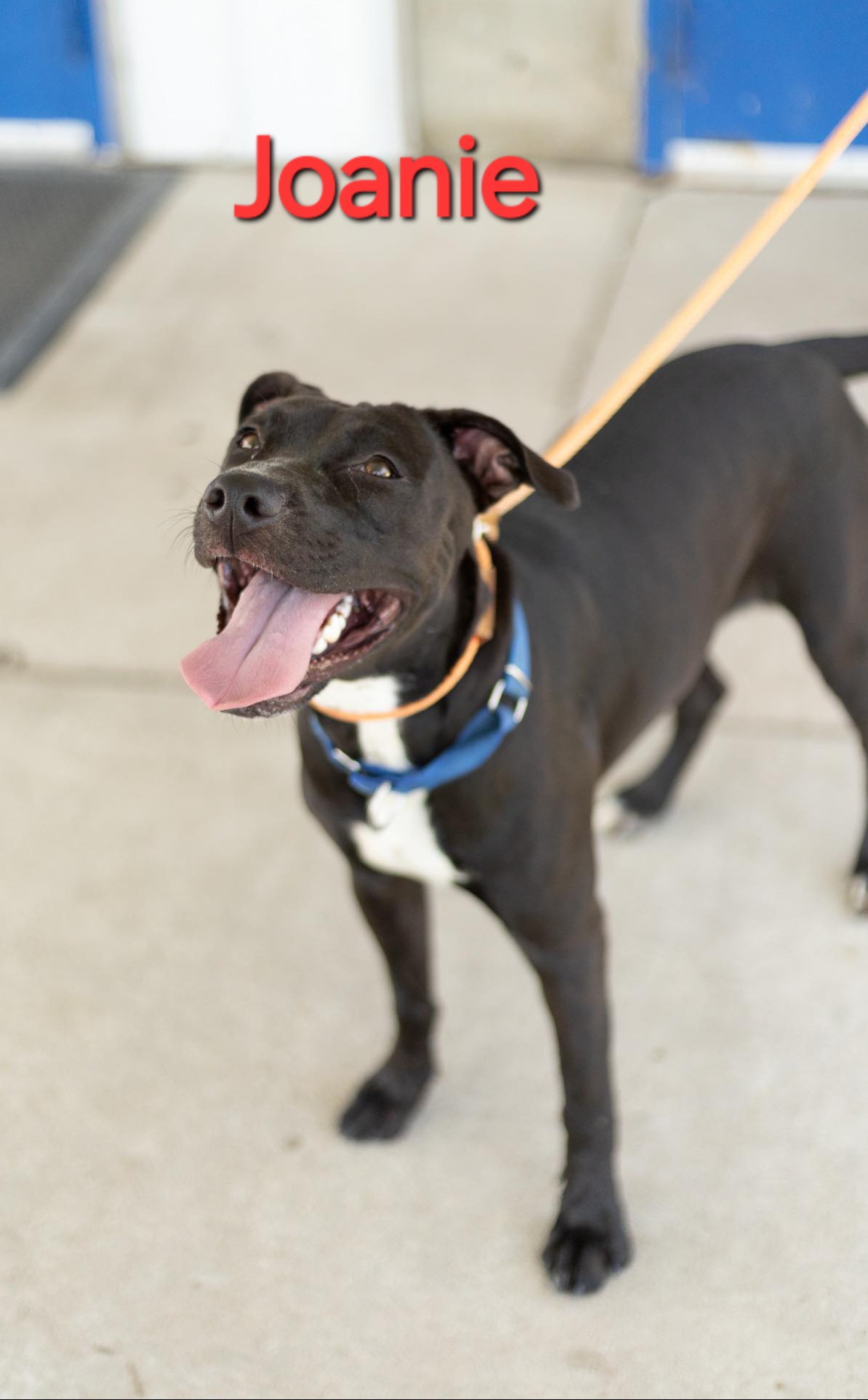 Joanie, an adoptable Staffordshire Bull Terrier in Clinton, MO, 64735 | Photo Image 3
