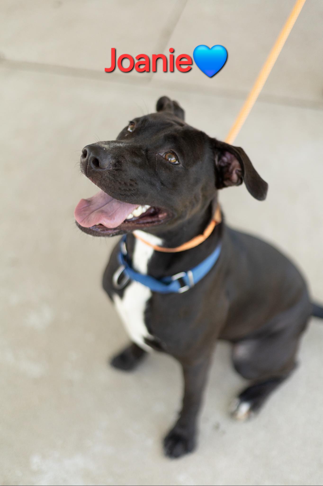 Joanie, an adoptable Staffordshire Bull Terrier in Clinton, MO, 64735 | Photo Image 1