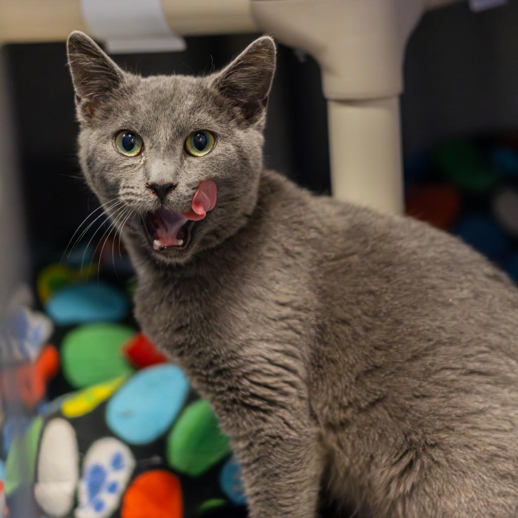 Roo, a Adoptable Domestic Short Hair in Newark, DE image 1/5